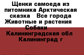 Щенки самоеда из питомника Арктическая сказка - Все города Животные и растения » Собаки   . Калининградская обл.,Калининград г.